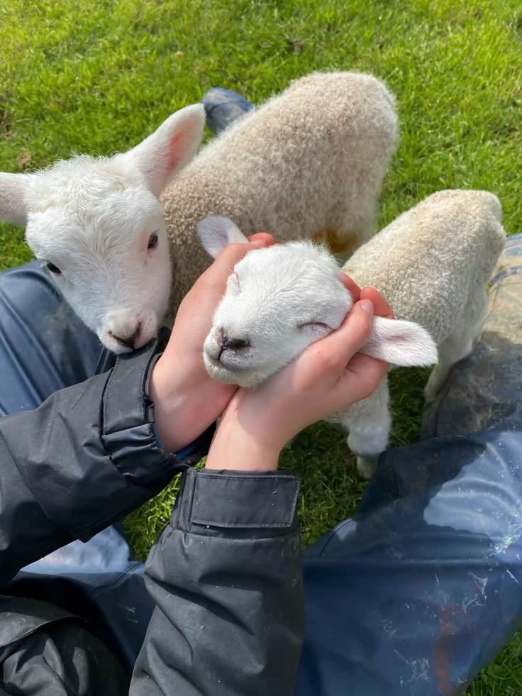 veganjpeg's tweet photo. You suit living better ❤️ https://t.co/1Lr4QbSRz1