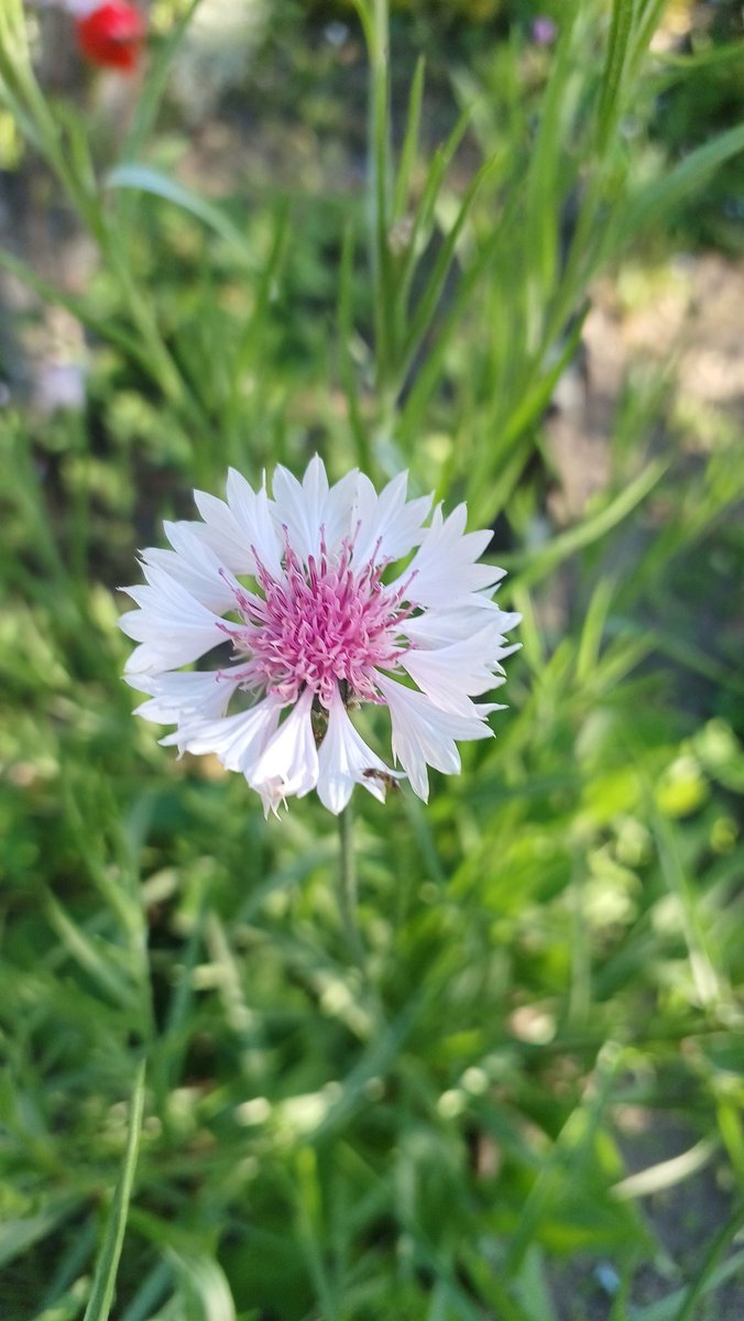 anna_rake's tweet photo. Wow! It's end of the May and cornflowers are blooming. What??? 🤔 

@peritesy https://t.co/TLBy5XNCcD