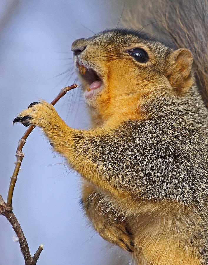 justdavenow89's tweet photo. What is this squirrel singing https://t.co/xwAyEk8vTu