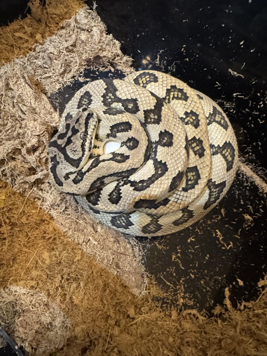 ryo_python's tweet photo. 有精卵9個、スラッグ2個でした
脱皮後から拒食してたしお腹張ってたし色々サインは出してくれてたんだな
相談に乗ってくださった方達に大感謝です☺️
無事産ませられるようにがんばります
ガリガリになっちゃったからゆっくり休んでご飯食べてね🐍
#カーペットパイソン
#繁殖 https://t.co/FwWJNvTK5c