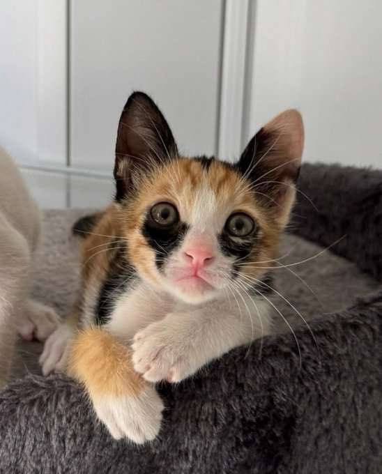 Miauravilhas's tweet photo. Tadinha a gatinha borrou a maquiagem 🥺 https://t.co/GSIHkxRK8j