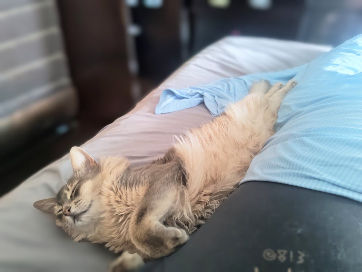 nekoanztosakra's tweet photo. 朝、アザラシが添い寝してました🦭

#猫 ＃甘えた猫  ＃猫のいる暮らし ＃アザラシ猫 ＃アザラシ ＃添い寝 ＃忘れ去られた野生 ＃もう可愛すぎ https://t.co/BAqpJ7yu3L