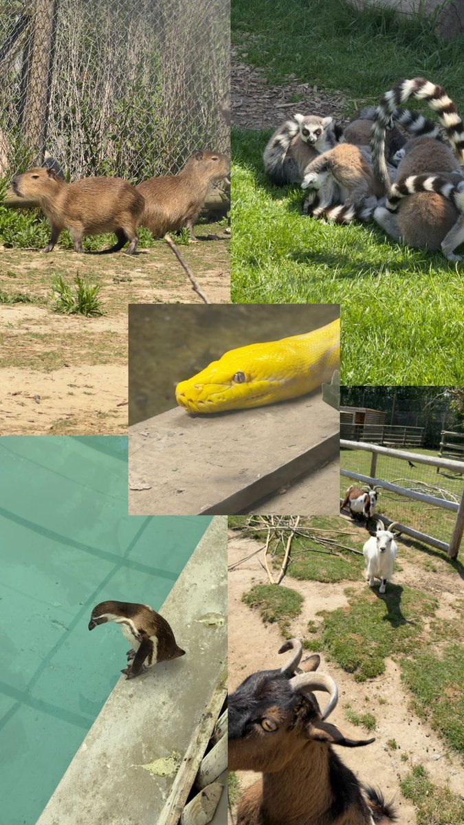 chloe🍊🦌🍦🧸🏹 tweet media
