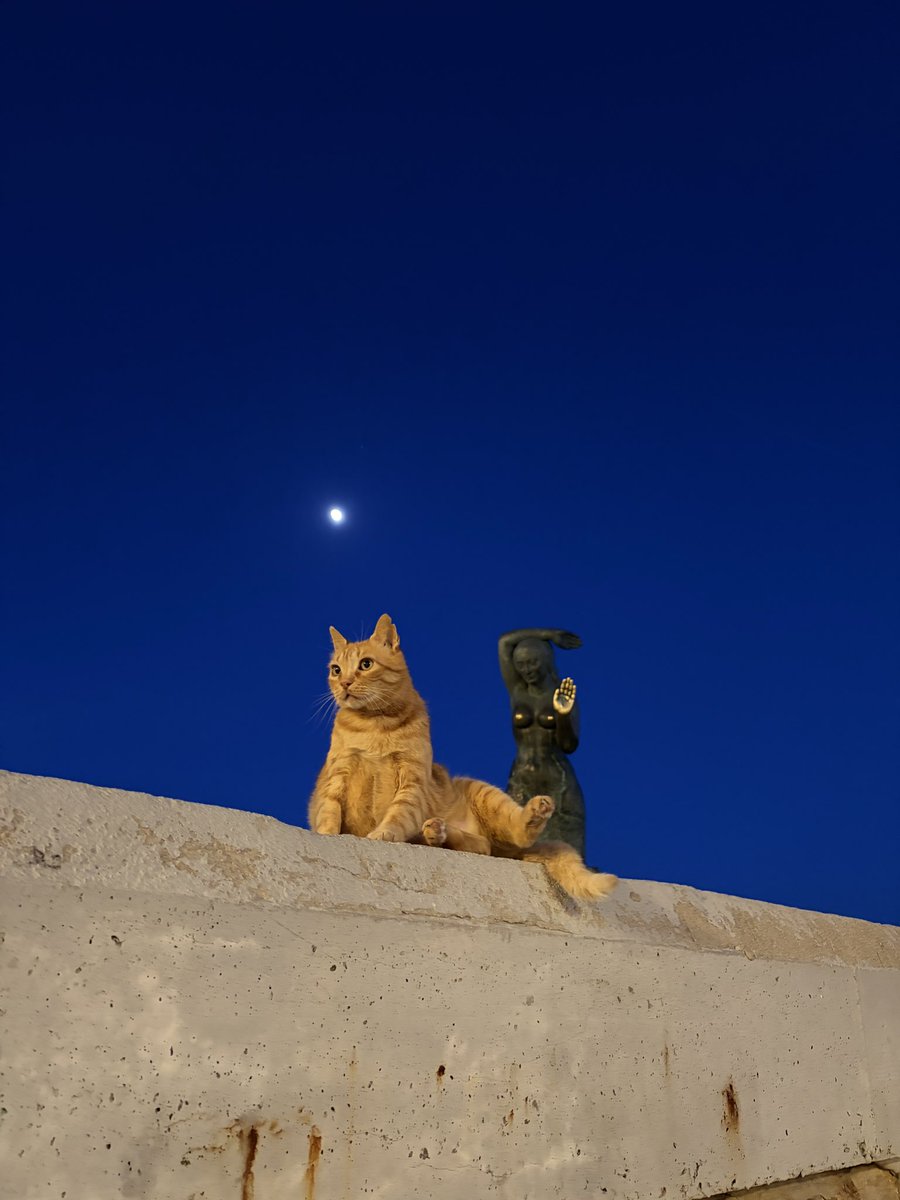 GuySFragments's tweet photo. 久しぶりの海外旅行としてスペインに行った。初日の夜散歩に可愛い地域猫と出会えた😸 https://t.co/SCFwVAN7lm