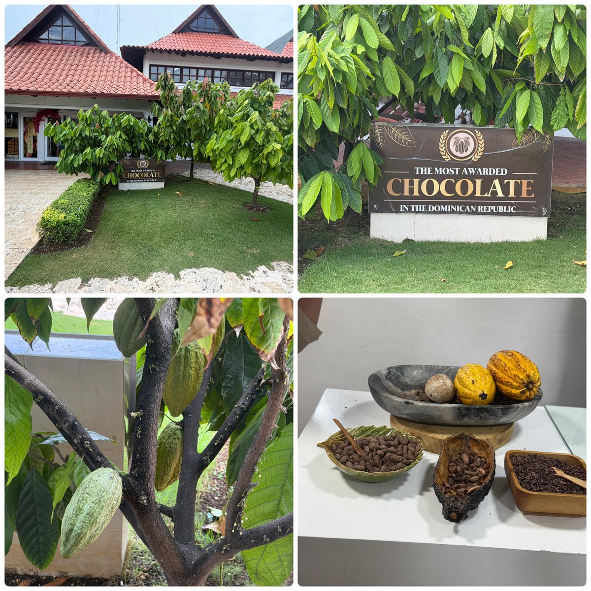 CameronLabUNC's tweet photo. Last stop of the day was at one of the DR’s award-winning chocolatiers. Had no idea that most of the cocoa used by the best chocolatiers globally come from cacao beans grown and processed in the DR. We purchased a bar of everything. The lab will have a chocolate tasting at group meeting on Monday!