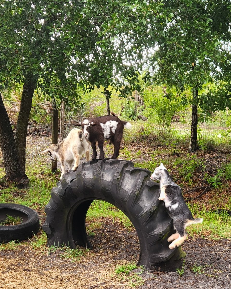 IovannaSteven's tweet photo. Three kids playing King of the tire!! https://t.co/zEdz59Yg6H