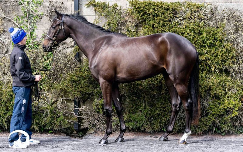 RTPSyndicate's tweet photo. 🟢🟡🍾 Delighted to announce a new addition to team @RTPSyndicate 

Vanavalona 😍

From a strong Aga Khan line, Persian King out of a Wootton Bassett mare. 

Our first ever RTPS10 Syndicate (10 x10%), sold out in just 9 hours 💪

She's heading to 🇫🇷 with @almracing (where else!) https://t.co/ANPiXE1yJP