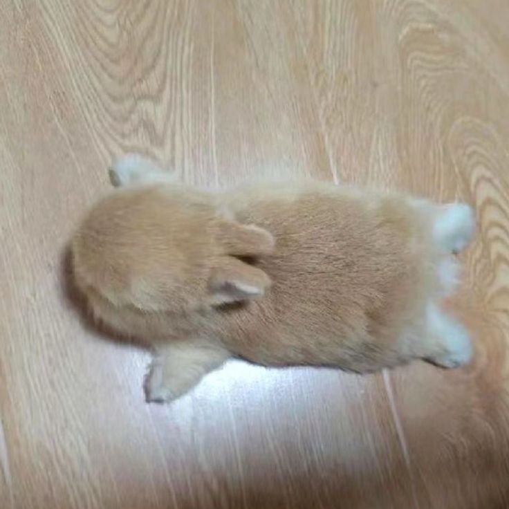 ♡°•Sabel!°•☆ 🦭 Formerly Caliyo! ♡ tweet media