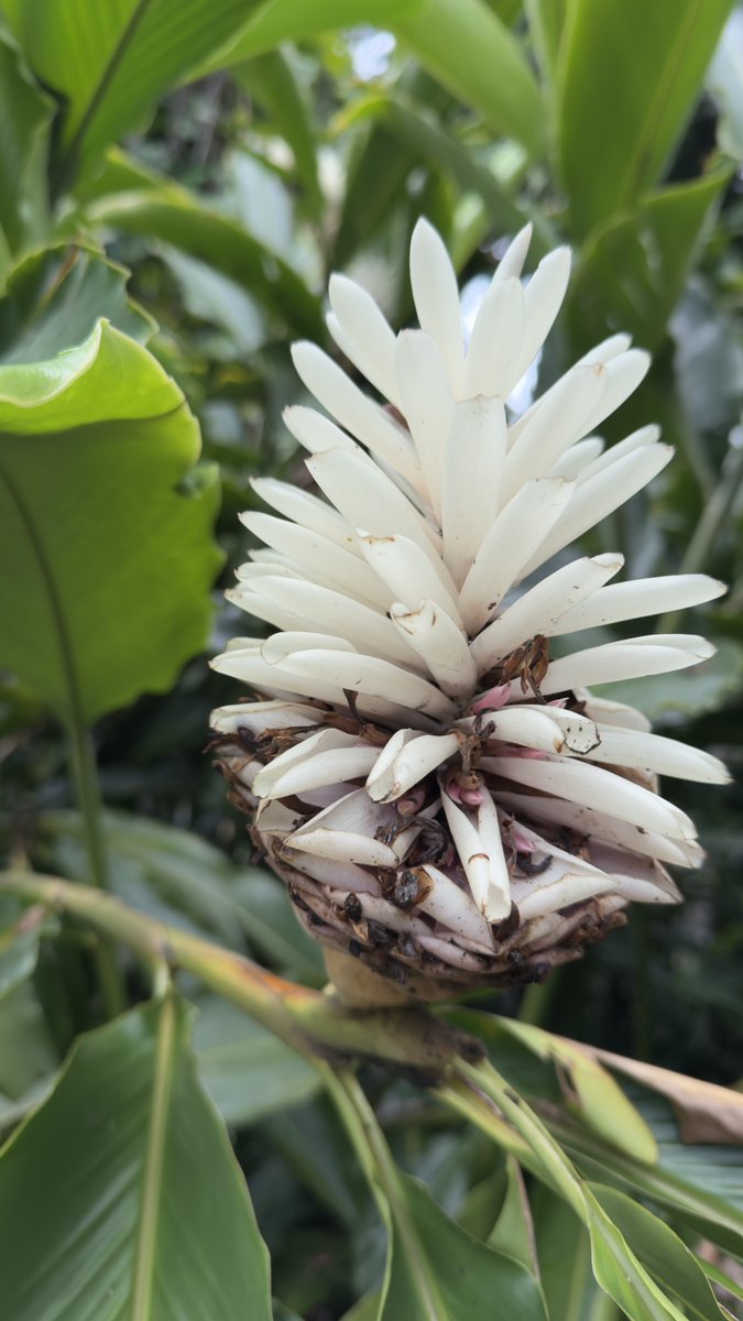 Mikesjournal's tweet photo. A white flower https://t.co/Px1Q0XlLii