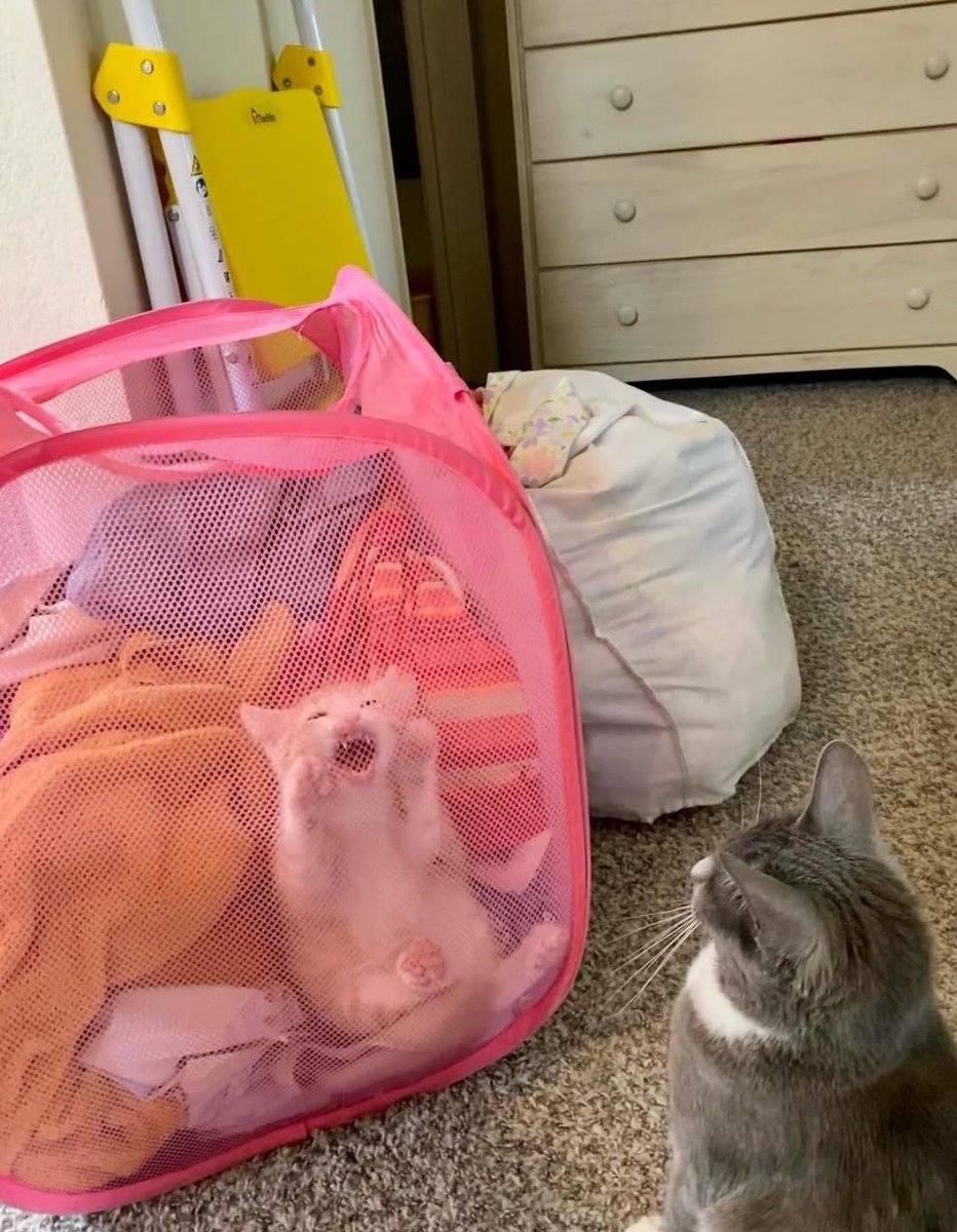 gatos fazendo gatices tweet media