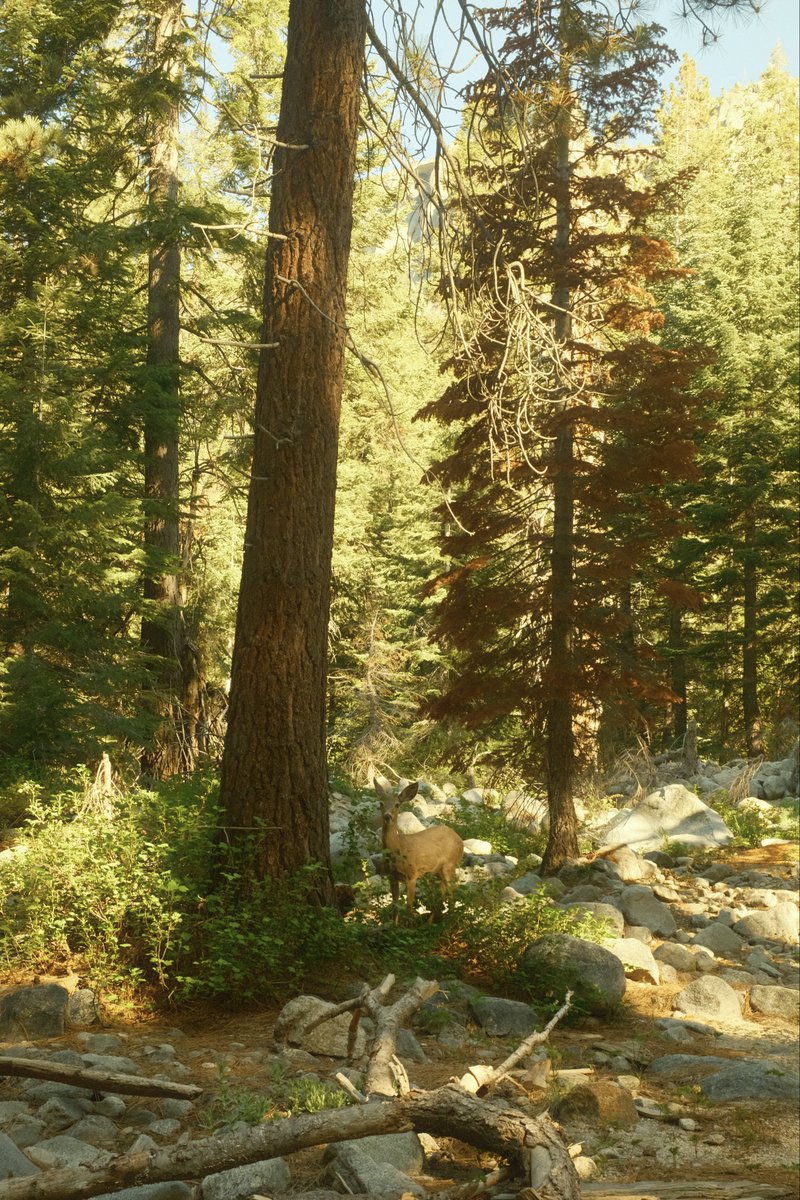 Noah2P's tweet photo. kings canyon national park on fujifilm x100vi https://t.co/WLS9sBrUrR
