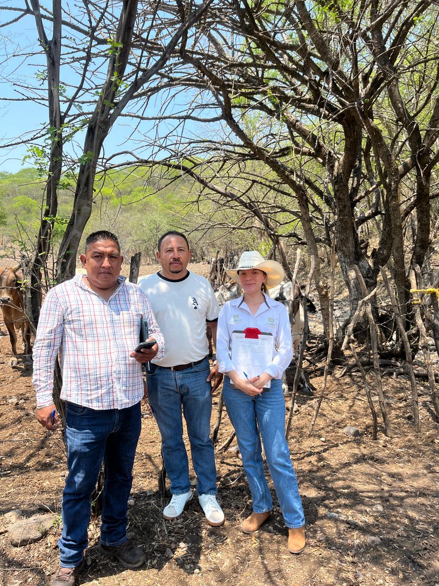 CoevalMorelos's tweet photo. Verificamos  los programas “Apoyo con implementos, equipos, insumos y animales a productores pecuarios” y “Mejoramiento genético y repoblamiento de ganado Morelos”, de la Sedagro. La verificación se realizó en el municipio de Tepalcingo, en  Ixtlilco el Grande.
#LaTierraQueNosUne https://t.co/ZvY9VRBQaF