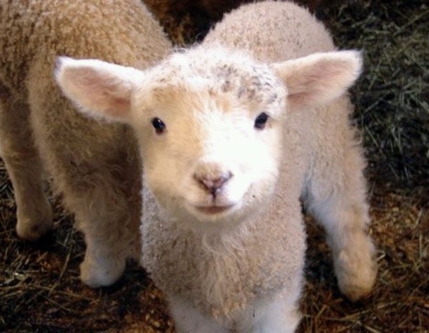lambning tweet picture