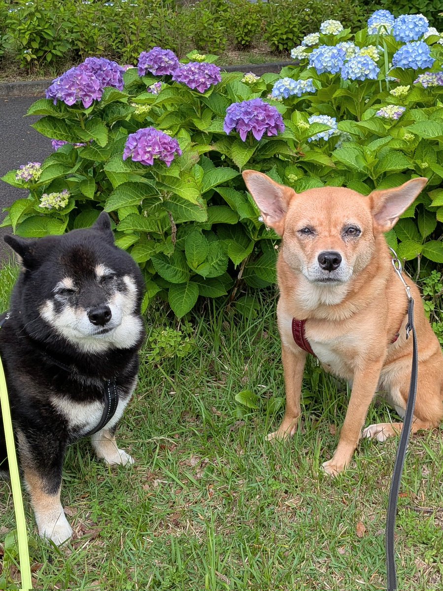 うさくま様　かたつむり柴犬と紫陽花 来週には梅雨入りするのかな🐶？ 紫陽花も咲いてきたし、そろそろなん