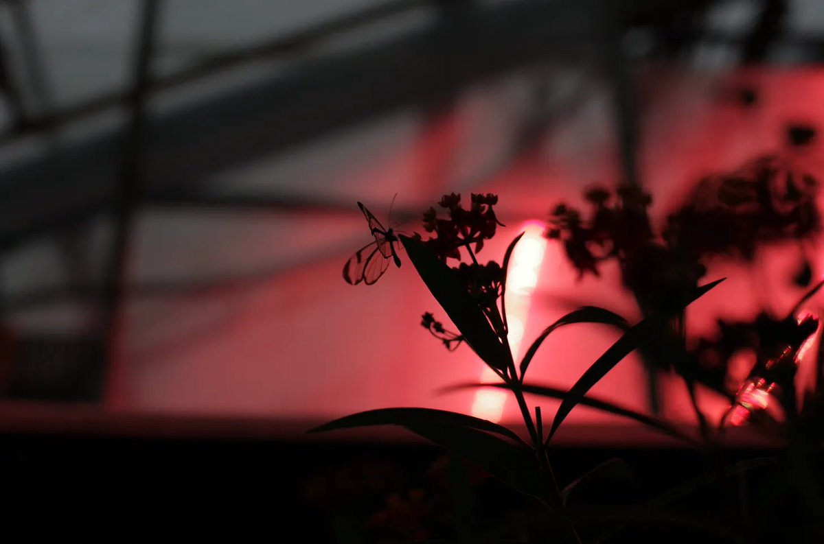 culturburo's tweet photo. A veces llegan proyectos de esa Europa que todavía lucha por permanecer, no todo es IA . Vía @EUCreativa_ES 
Free Radicals explora las conexiones entre biodiversidad vegetal y práctica artística. Como parte de este trabajo, han creado una encuesta.
https://t.co/l6UJDn9wre https://t.co/2xRkx5ySWc