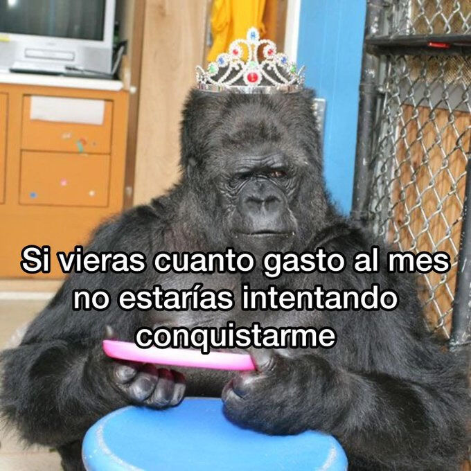 cornulda's tweet photo. si vieras https://t.co/nm9QjpRQsR