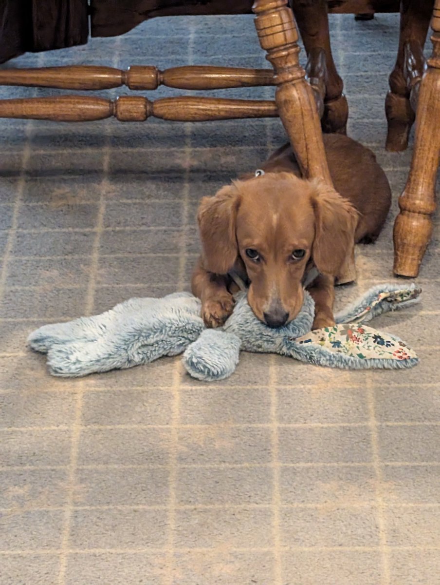 dlayne81's tweet photo. @BabyFoxSherri35 @dog_rates Rowdy has a bunny he sucks on.  As soon as he looked super attached we ordered a few spares just in case lol. https://t.co/uoKI2zGST5