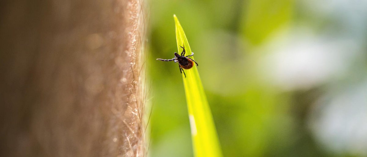 ColumbiaMed's tweet photo. Tick season is here, and staying informed can help you act quickly if you’re bitten. For some high-risk bites, preventive treatment with doxycycline may help stop Lyme disease before it starts, says Dr. Brian Fallon, director of the Lyme and Tick-Borne Diseases Research Center at Columbia University Irving Medical Center. 

🔗 https://t.co/2rHMrHw1U2
