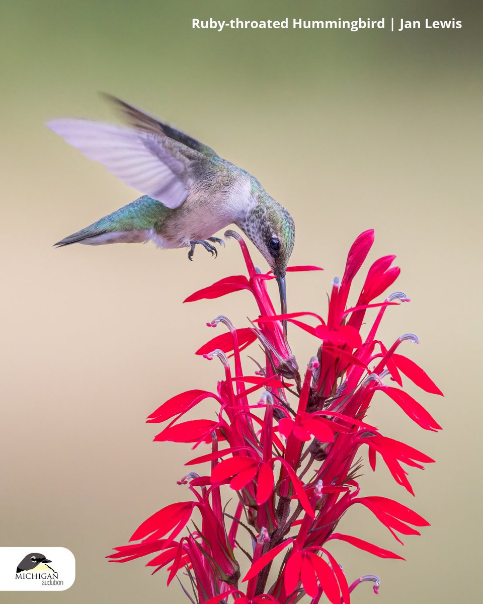 WPBO's tweet photo. Only five days left to enter the 2026 Michigan Audubon Photography Awards!
We're excited to celebrate the birds, moments, and stories you've captured across Michigan.
Submit your entries by May 31: https://t.co/eKG0KXDMWC https://t.co/aTGbAOL50s