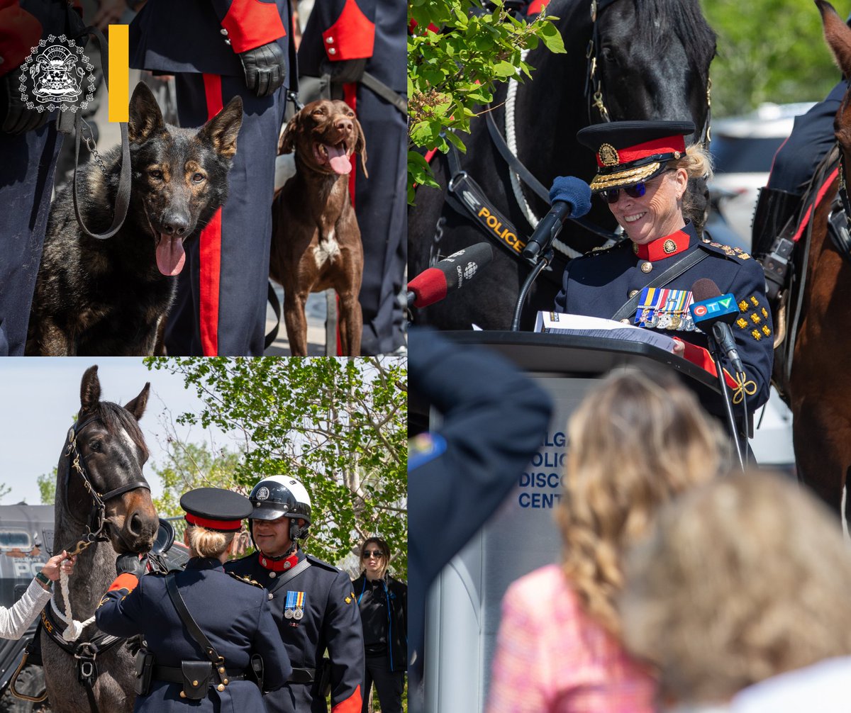 CPS_Chief's tweet photo. Yesterday, I had the honour of presenting badges to our newest Calgary Police Service Canine and Mounted Unit teams. This presentation reflects not only their hard work, but the dedication of every handler, trainer and family member who helped them reach this milestone.

Join me in congratulating our four new Police Service Dogs, Ozzy, Pronto, Leroy and Zom, along with two Human Remains Detection Dogs, Quinn and Bill, and our newest Police Service Horse, Archer.

We were also grateful to stand alongside our partners from the Alberta Sheriffs as Drug Detection Dogs Lurko, Scarlet, Seamus and Portos received their badges and officially joined the front lines.

This event also marks the 20th anniversary of the CPS Human Remains Detection Program and highlights the approximately 5,000 calls for service our canine teams respond to each year.

Congratulations to our newest badge recipients and their handlers.