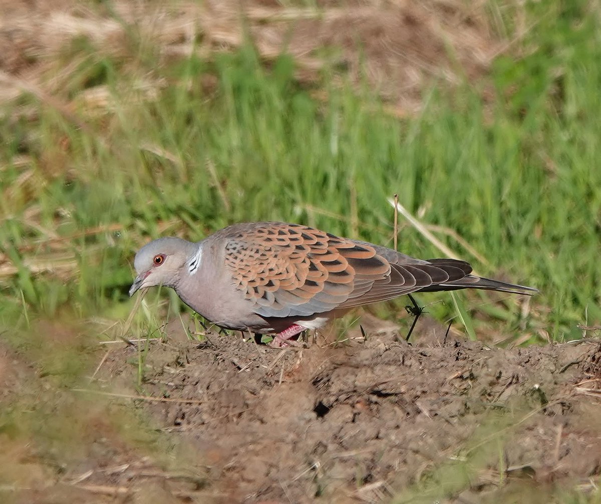 AddeyNick's tweet photo. For anyone coming #Scarborough way over the next few days The Mill Inn, Harwood Dale serving refreshments/food/🍺 has daily Turtle Doves visiting the feeders. Open from noon Weds - Sun.
#Scarborough 
@nybirdnews https://t.co/dmHUXQcqoZ