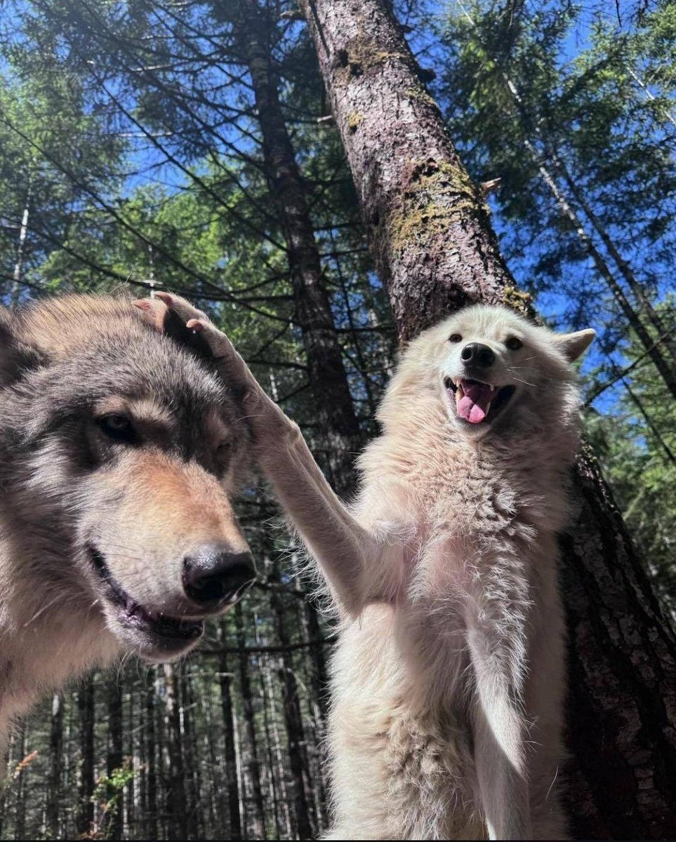 basedman_99's tweet photo. Happy wolf Wednesday everyone https://t.co/8A0TSFaieW