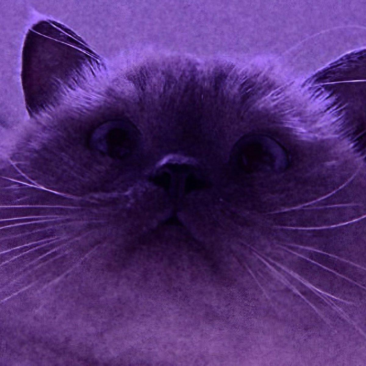 𝐋𝐲𝐬 𝕾𝖒𝖎𝖗𝖓𝖔𝖛 tweet media