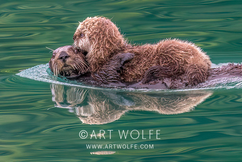Art Wolfe tweet media