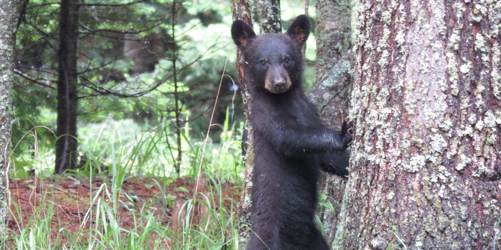 FrontenacPP's tweet photo. Don’t forget: we are located in bear country. 

We want to share space with bears, keeping our human visitors and all our wildlife residents safe. https://t.co/HEZAiZCFTK https://t.co/vwRV0N4SW5