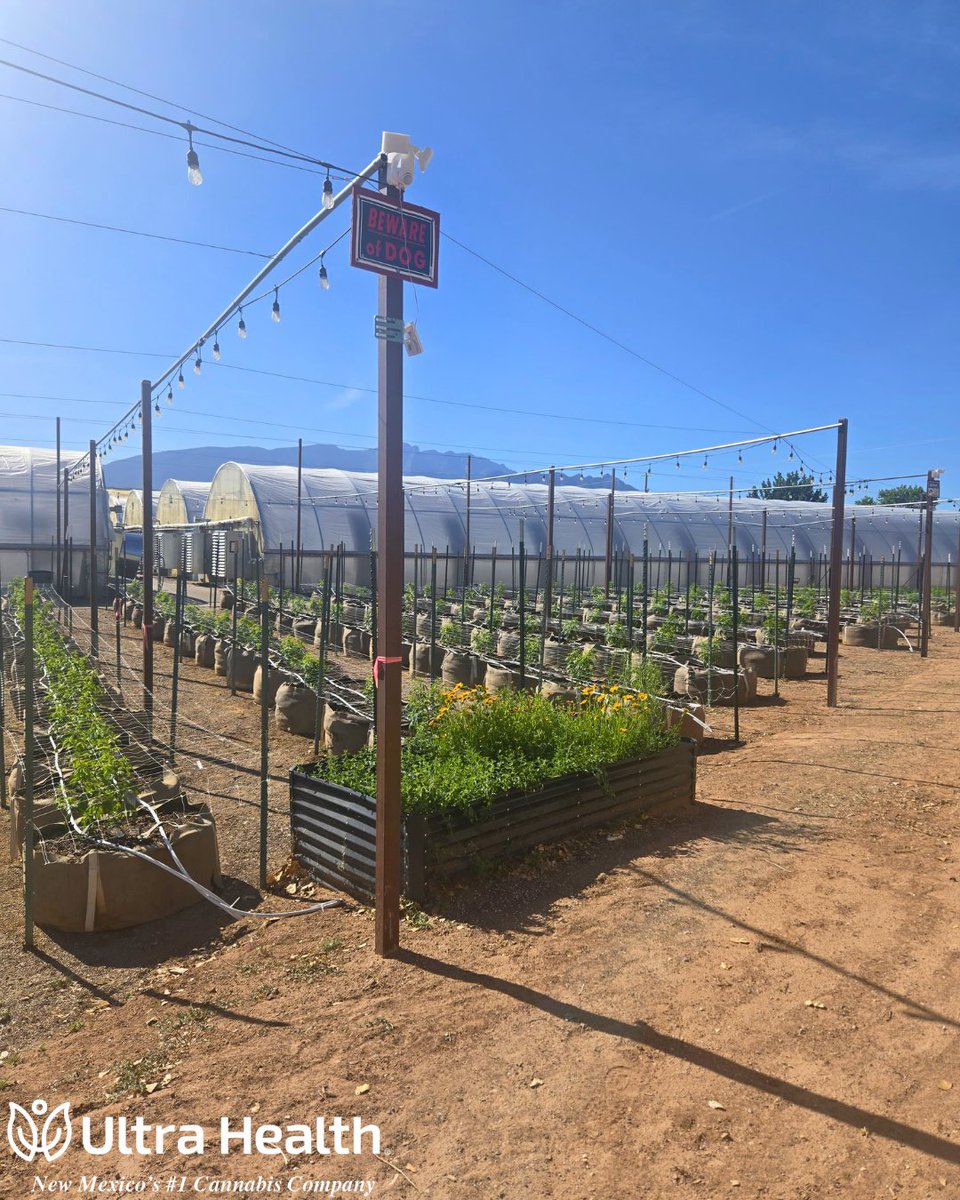 UltraHealthMC's tweet photo. 🌼 Why do you spot Marigolds around our plants? They're a natural pest deterrent! 

Their scent keeps harmful bugs at bay, making them one of nature's best - and prettiest - forms of pest prevention.

#ultrahealth #cultivation #cannabis #newmexico #flowerpower #planttips https://t.co/zyPvyqR9dj