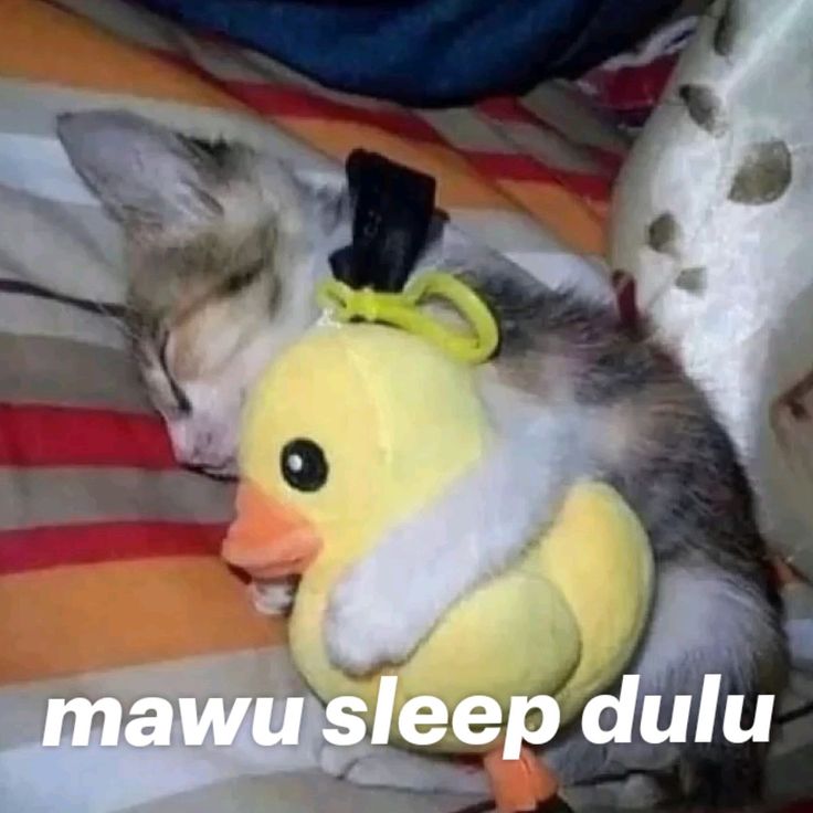 eiraa🐣 【JJRLP】 tweet media