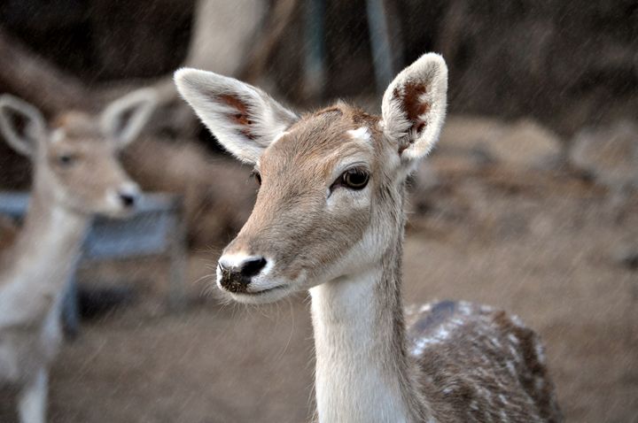 AttitudeAngel67's tweet photo. Art of the Day! "Dearest Deer". Buy at: https://t.co/h5Jdj5JZFZ https://t.co/0R3mnbUs6h