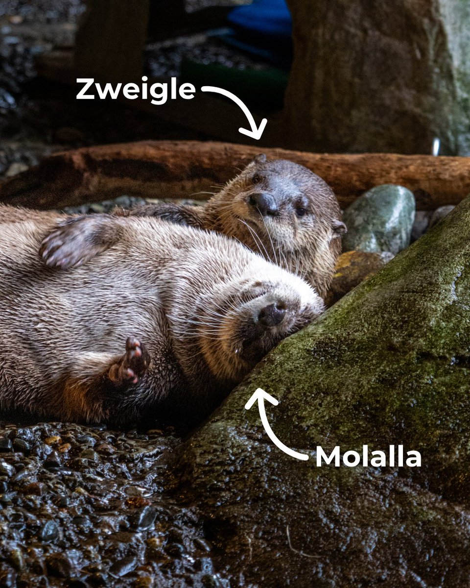 Seattle Aquarium tweet media