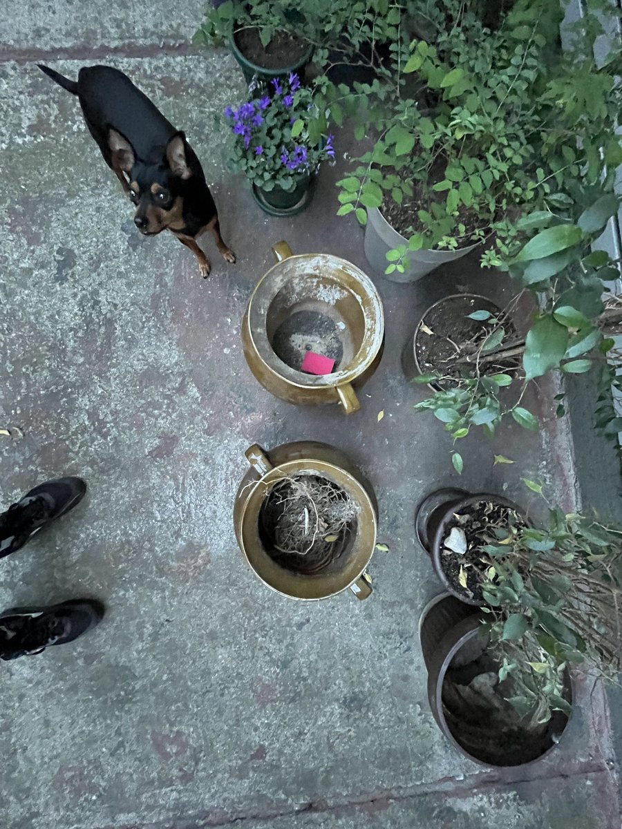 goranpandza's tweet photo. Diamond in the rough! 🪴🍯💎
Two beautiful, glossy brown ceramic pots (ćupovi) saved from 🗑️
#dorcol #dvoriste #belgrade #serbia #DorcolFinds #nottrash #StreetRescue #Trash #BelgradeStreets #Vintage #Cupovi #SavedFromTheStreets https://t.co/yWOA1WO7F6