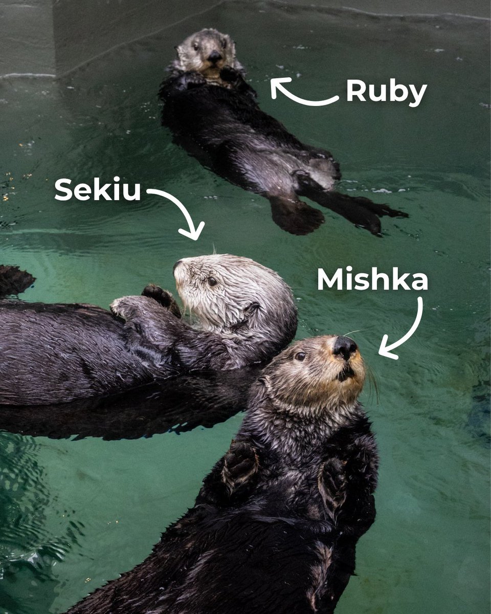 Seattle Aquarium tweet media