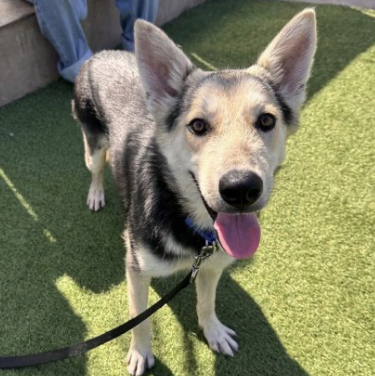 sfspca's tweet photo. Meet Luna (1yr) This playful Alaskan Husky mix is full of curiosity, energy, and love for adventure. Luna loves exploring, making new friends, and soaking up attention from her people. If you’re looking for a fun, loyal companion, Luna is ready to meet you. #AdoptDontShop 🐾 https://t.co/mLFl3pYNce