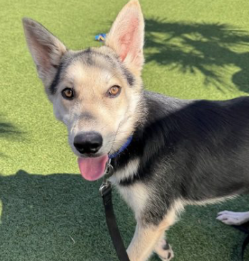 sfspca's tweet photo. Meet Luna (1yr) This playful Alaskan Husky mix is full of curiosity, energy, and love for adventure. Luna loves exploring, making new friends, and soaking up attention from her people. If you’re looking for a fun, loyal companion, Luna is ready to meet you. #AdoptDontShop 🐾 https://t.co/mLFl3pYNce