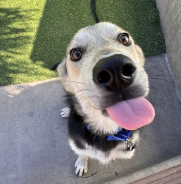 sfspca's tweet photo. Meet Luna (1yr) This playful Alaskan Husky mix is full of curiosity, energy, and love for adventure. Luna loves exploring, making new friends, and soaking up attention from her people. If you’re looking for a fun, loyal companion, Luna is ready to meet you. #AdoptDontShop 🐾 https://t.co/mLFl3pYNce