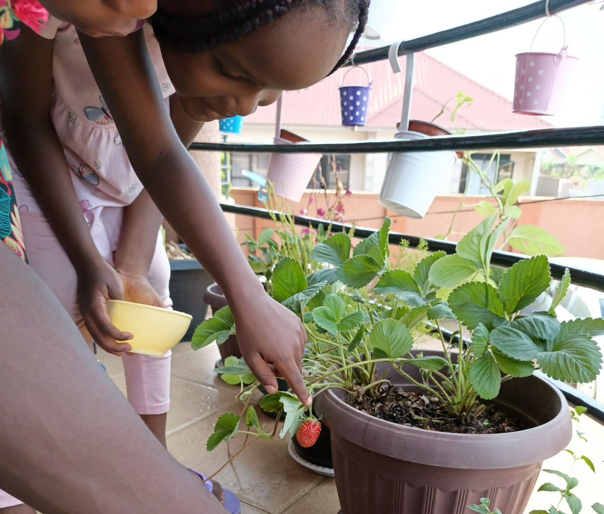KirungiTwesige's tweet photo. Sow to Reap! 

Ready to harvest the fruits 🍍🍎🍓🍇of their work. 

I'm proud of you Girls 💞

@JoelKitutu https://t.co/i14QOV8H76