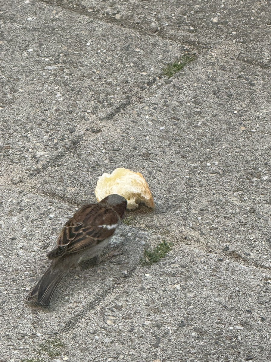 lnphect's tweet photo. love how these tiny birbs occasionally fly by when they see me just to hint that I shud feed em https://t.co/d7BBUrNDg1