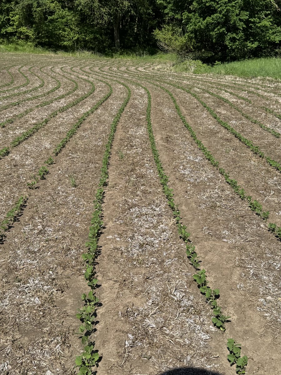 RenaeMousel's tweet photo. Off to a good start 
#CattCropTour2026 
@cb_catt 
#corn
#soybeans 
Castana, IA https://t.co/7nYZsEtSOx