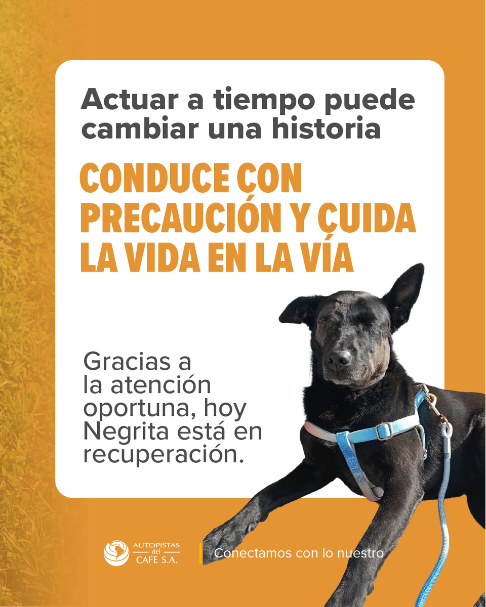 AutopCafe's tweet photo. 🐾Cuidar la vida también es estar atentos en la vía

Pon Tus Ojos en la Vida👀🐶 es nuestro programa para proteger animales domésticos y silvestres que se encuentran en riesgo en el corredor vial. La historia de La Negrita es un ejemplo de cómo, al actuar a tiempo, podemos cambiar una historia.

🚗 Conduce con precaución
📞 Reporta animales en la vía al 📲#850