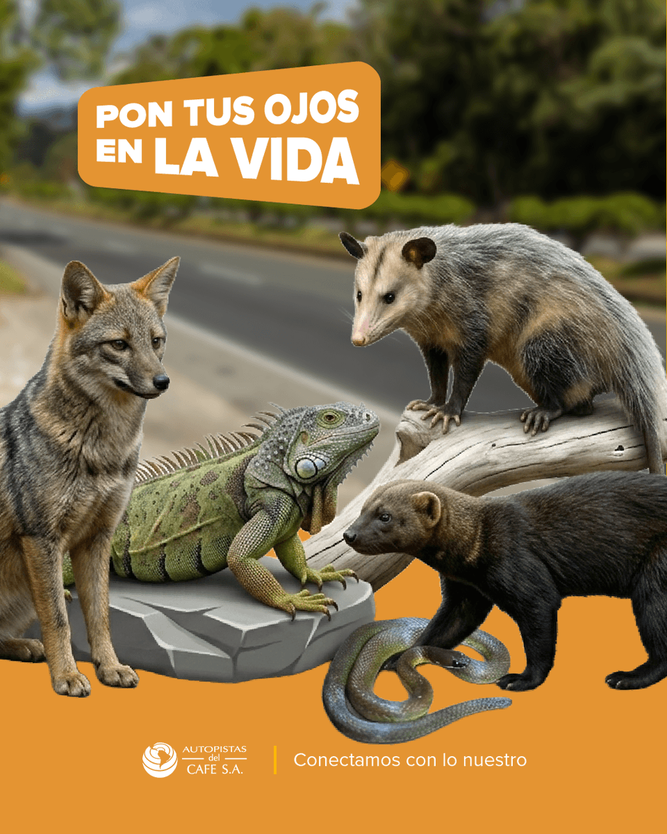 AutopCafe's tweet photo. 🐾Cuidar la vida también es estar atentos en la vía

Pon Tus Ojos en la Vida👀🐶 es nuestro programa para proteger animales domésticos y silvestres que se encuentran en riesgo en el corredor vial. La historia de La Negrita es un ejemplo de cómo, al actuar a tiempo, podemos cambiar una historia.

🚗 Conduce con precaución
📞 Reporta animales en la vía al 📲#850