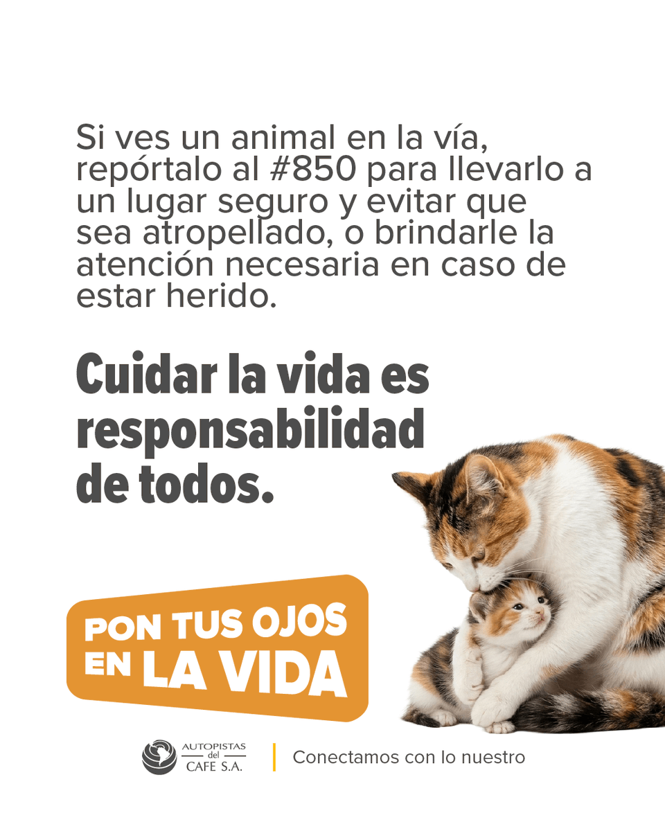 AutopCafe's tweet photo. 🐾Cuidar la vida también es estar atentos en la vía

Pon Tus Ojos en la Vida👀🐶 es nuestro programa para proteger animales domésticos y silvestres que se encuentran en riesgo en el corredor vial. La historia de La Negrita es un ejemplo de cómo, al actuar a tiempo, podemos cambiar una historia.

🚗 Conduce con precaución
📞 Reporta animales en la vía al 📲#850