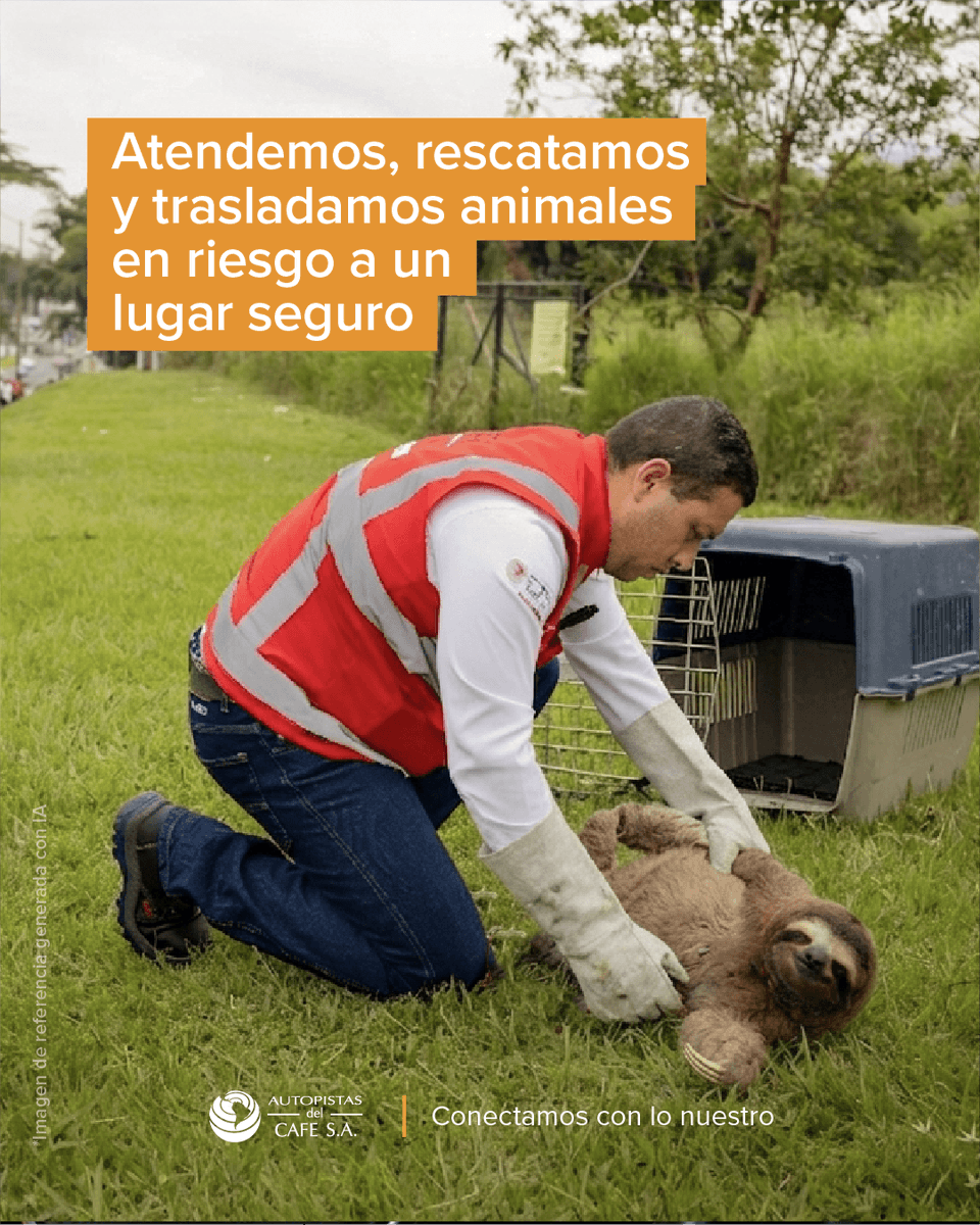 AutopCafe's tweet photo. 🐾Cuidar la vida también es estar atentos en la vía

Pon Tus Ojos en la Vida👀🐶 es nuestro programa para proteger animales domésticos y silvestres que se encuentran en riesgo en el corredor vial. La historia de La Negrita es un ejemplo de cómo, al actuar a tiempo, podemos cambiar una historia.

🚗 Conduce con precaución
📞 Reporta animales en la vía al 📲#850