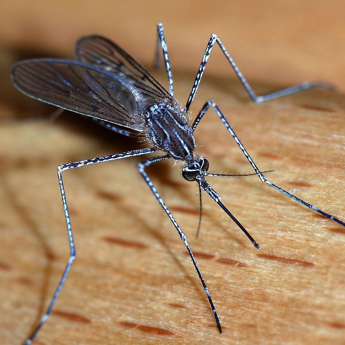 ajansJargon's tweet photo. Uzmanlar, iklim değişikliğiyle birlikte Avrupa’da yayılan chikungunya virüsü nedeniyle Türkiye’nin de risk hattına girebileceği uyarısında bulundu.

Türkiye’de son yıllarda virüsün taşıyıcısı olan Asya kaplan sivrisineğinin yayılması dikkat çekiyor. https://t.co/lZkgdurEFt