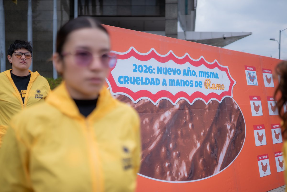 sinergia_latam's tweet photo. Ha pasado casi un año desde que nuestra investigación expuso la crueldad dentro de la granja de @RamoColombia, y seguimos esperando una respuesta pública. El bienestar animal no puede esperar más. Únete a las más de 50.000 personas que ya firmaron y exige una respuesta pública. #RamoNoMásJaulas