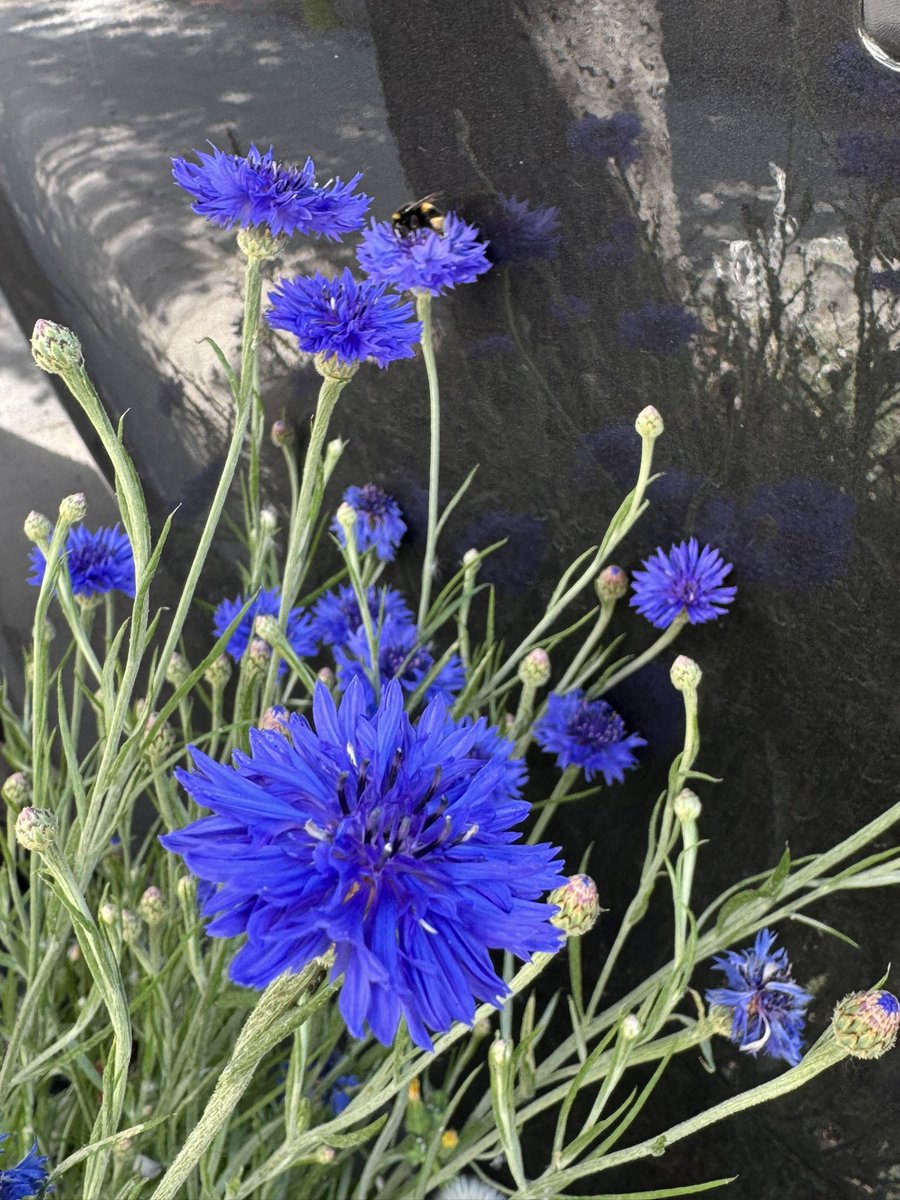 Savemeimwild's tweet photo. #bluecornflower growing on our street, thank you lovely neighbours for watering them and attracting #pollinators #bees 🐝🐝🐝 https://t.co/s5DpG9YdZr