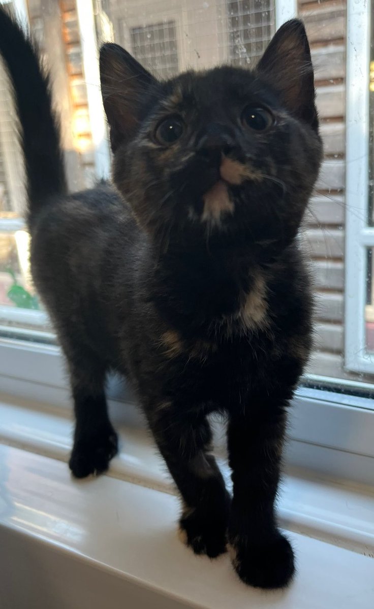 KittensCam's tweet photo. Kittens have had their ops, recovered well and are now all settled for their first night in the shelter! Mom Bellatrix is also doing well, but still a little groggy from the anaesthesia 🫣😹

#fairycatmother  #catsofX #adoptdontshop #kittenCam #kittensofX #cats #kittens #cute #fosteringsaveslives 🐾