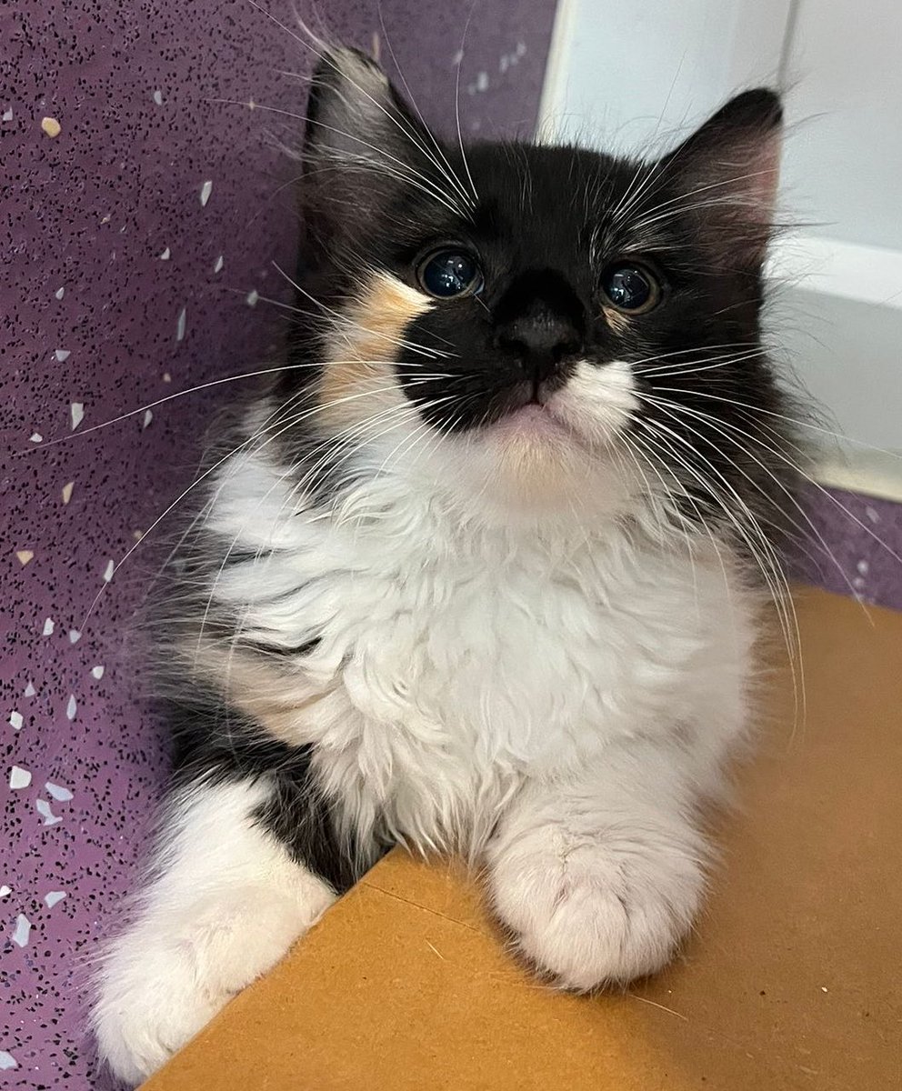 KittensCam's tweet photo. Kittens have had their ops, recovered well and are now all settled for their first night in the shelter! Mom Bellatrix is also doing well, but still a little groggy from the anaesthesia 🫣😹

#fairycatmother  #catsofX #adoptdontshop #kittenCam #kittensofX #cats #kittens #cute #fosteringsaveslives 🐾